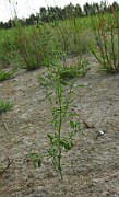 Chenopodium album