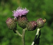 Cirsium arvense