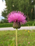 Cirsium helenioides