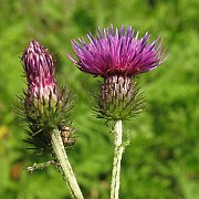 Cirsium palustre