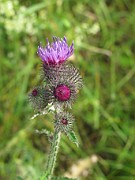 Cirsium x subspinuligerum
