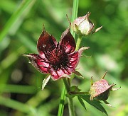 Comarum palustre