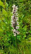 Dactylorhiza ericetorum