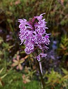 Dactylorhiza maculata subsp. maculata