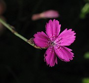 Dianthus deltoides