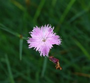 Dianthus pulmarius