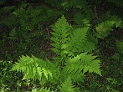Dryopteris carthusiana
