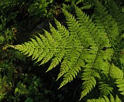 Dryopteris expansa