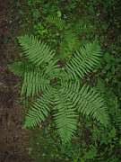 Dryopteris filix-mas