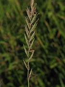 Elytrigia repens sl