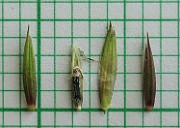 Elytrigia repens subsp. arenarius