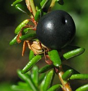 Empetrum nigrum