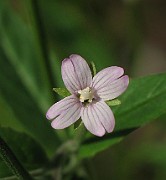 Epilobium montanum