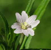 Epilobium palustre