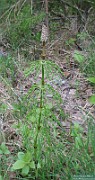 Equisetum sylvaticum