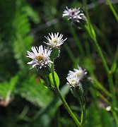 Erigeron acris