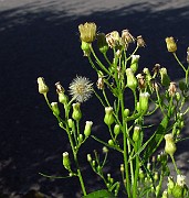 Erigeron canadensis