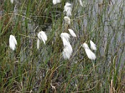Eriophorum angustifolium