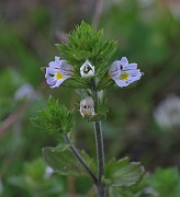 Euphrasia frigida var. baltica