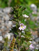 Euphrasia stricta sl