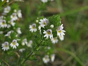Euphrasia stricta var. brevipila