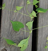 Fallopia convolvulus