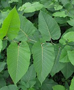 Fallopia sachalinensis
