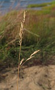 Festuca brevipila