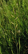 Festuca pratensis