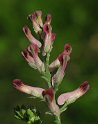 Fumaria officinalis