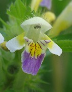 Galeopsis speciosa