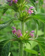 Galeopsis tetrahit