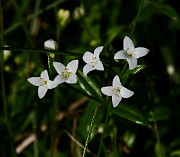 Galium uliginosum