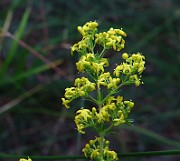 Galium verum