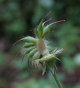 Geum urbanum