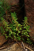Glaux maritima