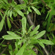 Gnaphalium uliginosum