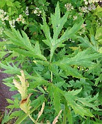 Heracleum mantegazzianum