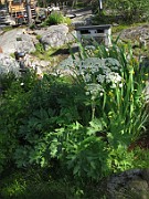Heracleum sphondylium subsp. sphondylium