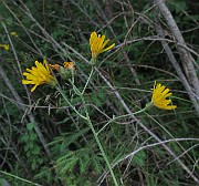 Hieraceum sect. Vulgata