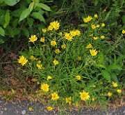 Hieracium umbellatum
