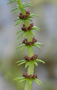 Hippuris x lanceolata