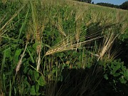 Hordeum vulgare