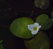 Hydrocharis morsus-ranae