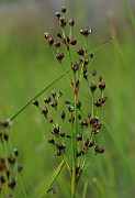 Juncus alpinoarticulatus subsp. nodulosus