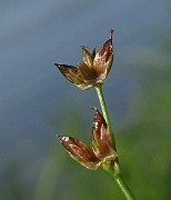 Juncus articulatus