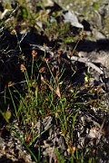 Juncus bulbosus
