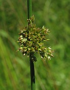 Juncus effusus