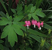 Lamprocapnos spectabilis