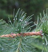Larix sibirica